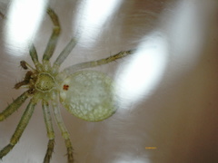 Philodromus albidus