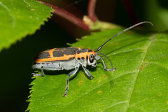 Saperda lateralis