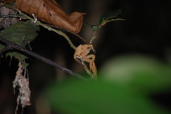 Heteropoda davidbowie