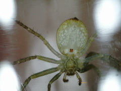 Philodromus albidus