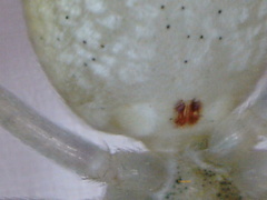 Philodromus albidus