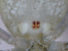 Philodromus albidus
