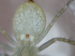 Philodromus albidus