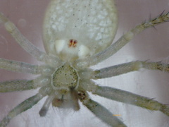 Philodromus albidus