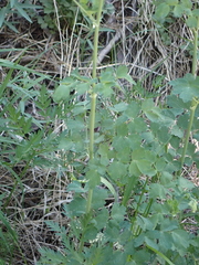 Thalictrum fendleri fendleri