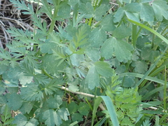 Thalictrum fendleri fendleri