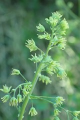 Thalictrum fendleri fendleri