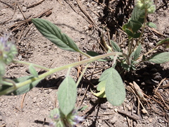 Phacelia mutabilis
