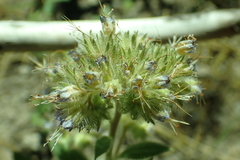 Phacelia mutabilis