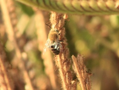Anthophora californica