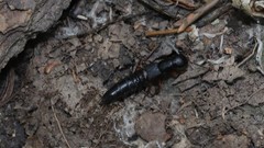 Dinothenarus badipes