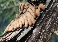 Hypocreopsis amplectens