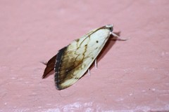 Evergestis consimilis