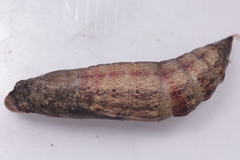 Eupanacra