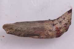 Eupanacra