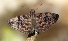 Gorgythion begga begga