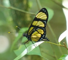 Methona themisto themisto