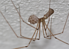 Pholcus phalangioides