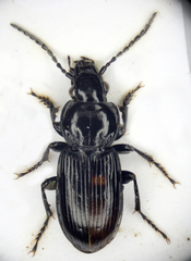 Pterostichus nigrita