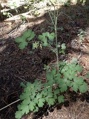Thalictrum fendleri fendleri