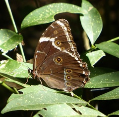 Morpho helenor achillides