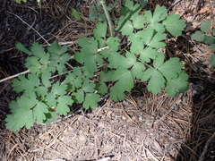 Thalictrum fendleri fendleri