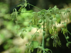 Thalictrum fendleri fendleri