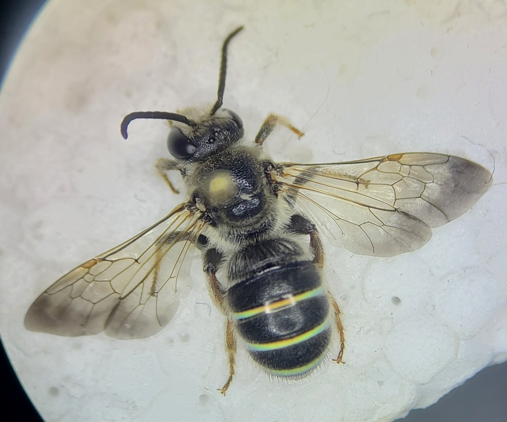 Nomia fedorensis