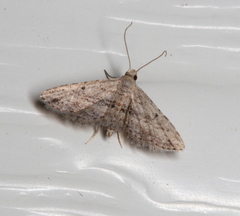 Araeopteron canescens