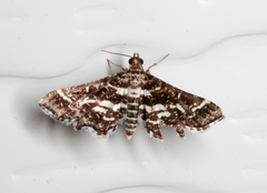 Diasemiopsis ramburialis