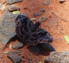 Ebrietas anacreon anacreon