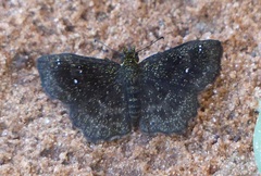 Staphylus ascalon
