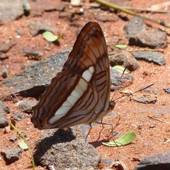 Adelpha falcipennis