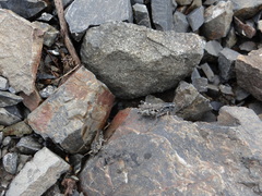 Melanoplus kennicottii