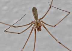 Pholcus phalangioides