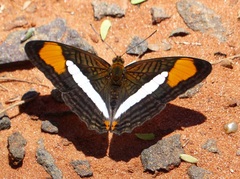 Adelpha falcipennis