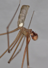 Pholcus phalangioides
