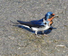 Hirundo rustica