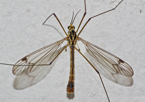 four-spotted cranefly, photo 2 of 8