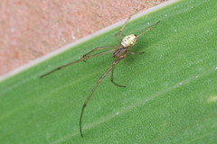 Tylorida striata