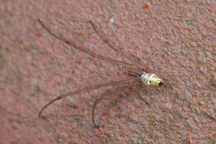Tylorida striata