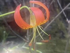 Lilium pardalinum vollmeri