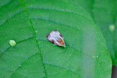 Olethreutes quadrifidum