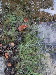 Muhlenbergia utilis