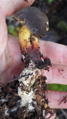 Xerocomellus diffractus