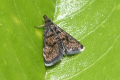 Heliothela wulfeniana