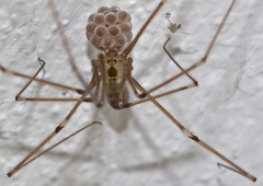Pholcus phalangioides