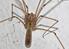 Pholcus phalangioides