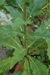 Verbascum pyramidatum