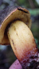 Xerocomellus diffractus